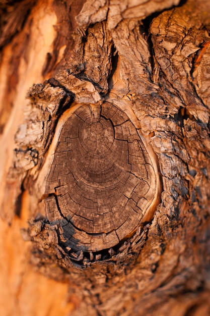 Close-up wooden cut texture  