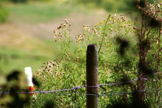 Photo close-up of wooden fence on field