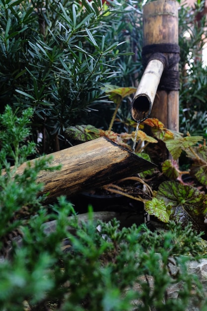 Close-up of wooden logs in forest