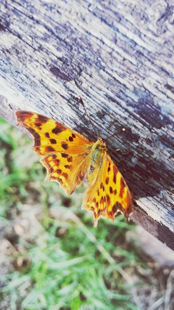 Foto prossimo piano di una tavola di legno