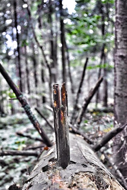 Close-up di tavole di legno nella foresta