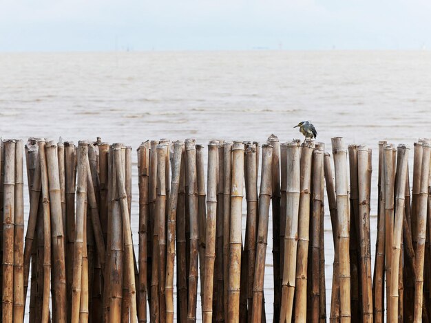 Photo close-up of wooden post on beach against sky