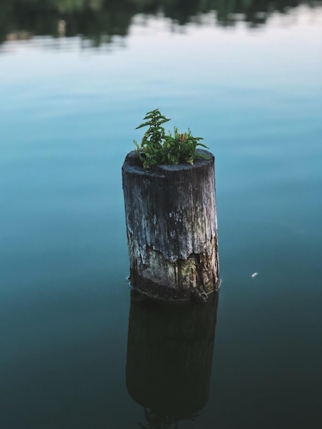 Close-up of wooden post in lake