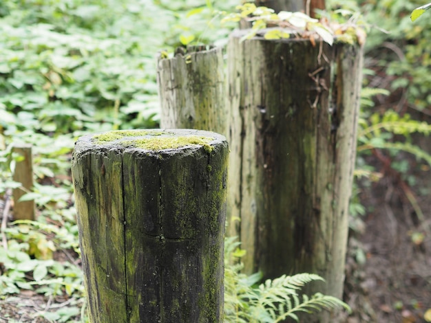 Photo close-up of wooden tree stump on field