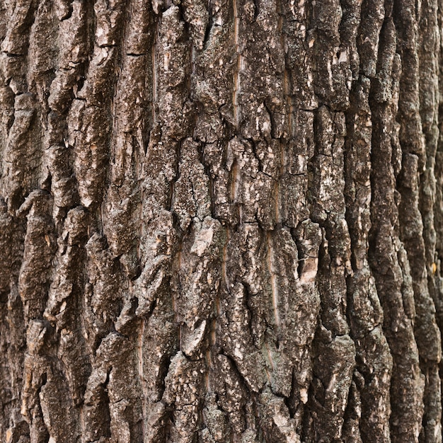 Photo close-up wooden tree trunk texture