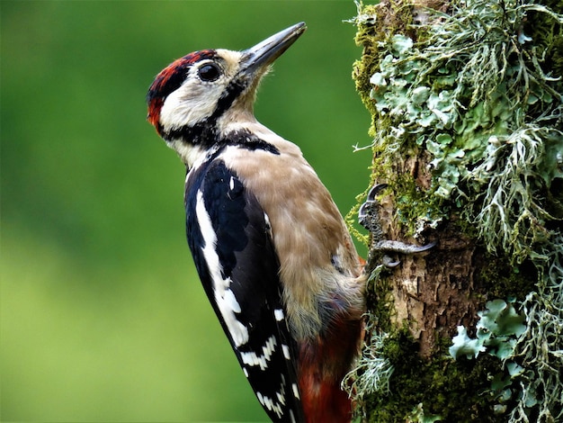 Photo close-up of woodpecker perching on moss covered branch