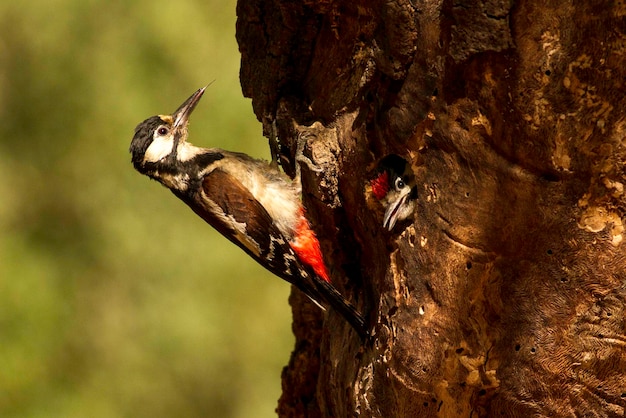 Photo close-up of woodpecker on tree trunk