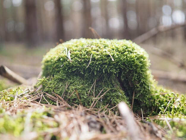 Foto prossimo piano nel bosco