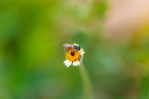 Close up of a working bee on a flower