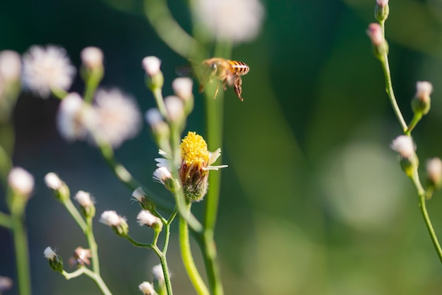 Close up of a working bee on a flower