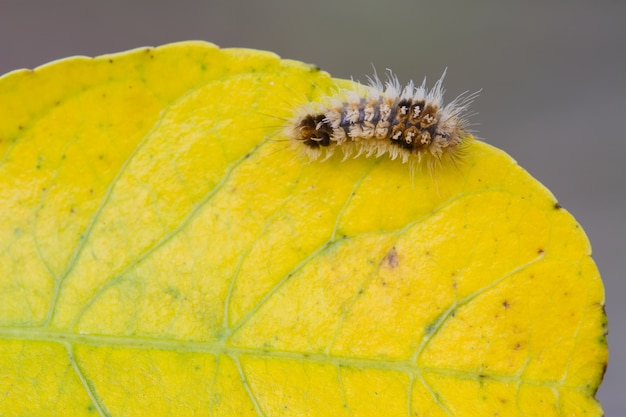 Close up worm, caterpillars