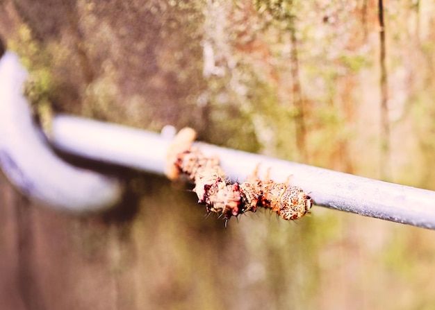 Photo close-up of worm on twig