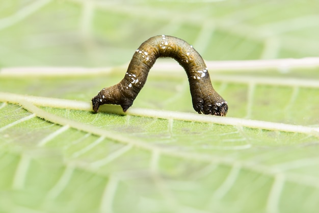 Photo close-up worm