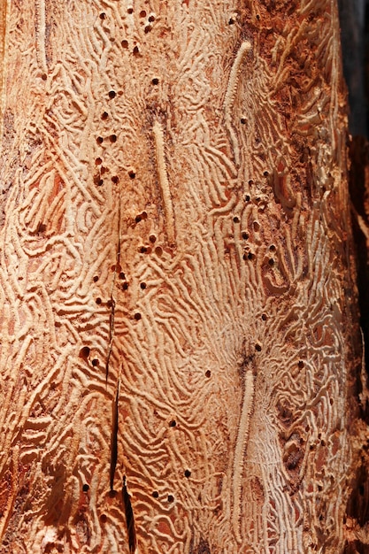 Close-up wormgat in houten