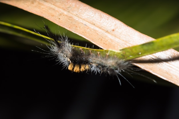 Close up of worms on leaf