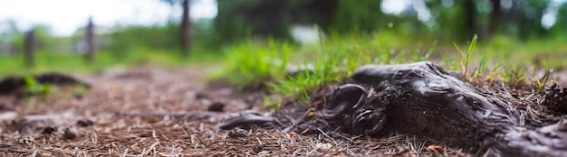 Close-up wortels van dennen in bos Laag gezichtspunt in natuurlandschap Wazig natuur panoramische achtergrond kopie ruimte Ecologie milieu