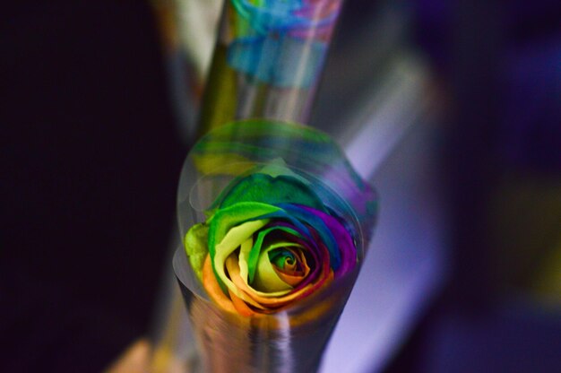 Close-up of wrapped multi colored roses