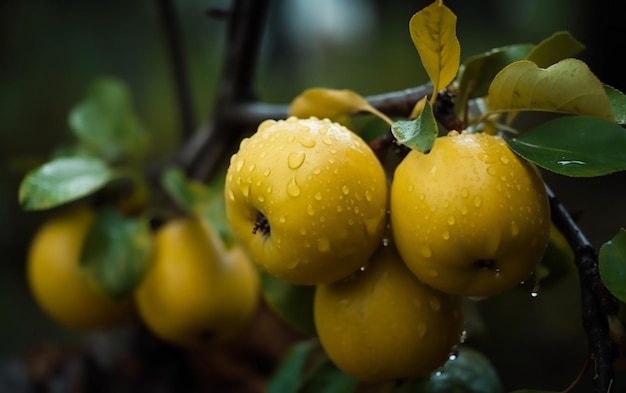 A close up of yellow apples with rain drops on them