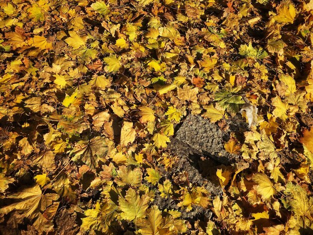 Close-up of yellow autumn leaves on field