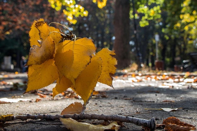 Foto close-up delle foglie gialle d'autunno sulla terraferma