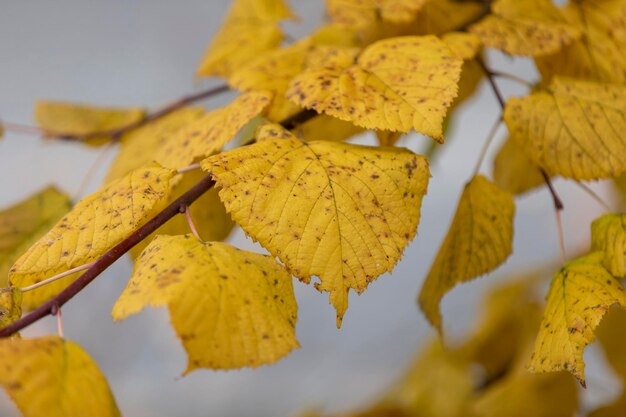 Close-up of yellow autumn leaves