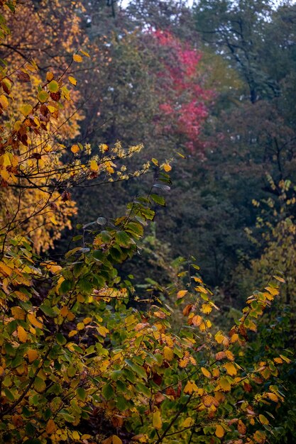 Close-up of yellow autumn trees in forest