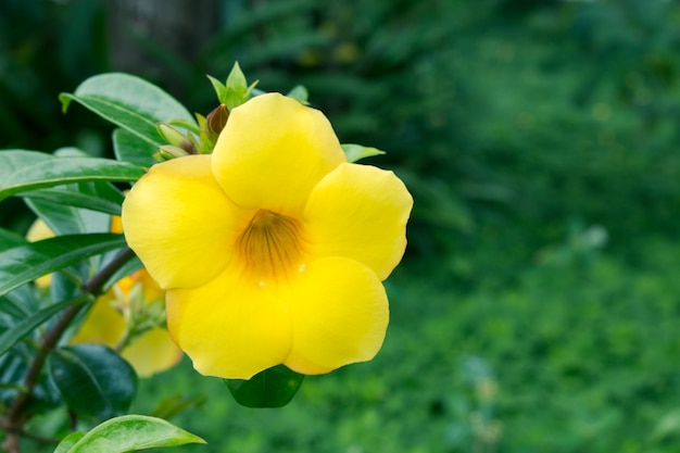 黄色の鐘（Allamanda cathartica L.）の花のクローズアップ