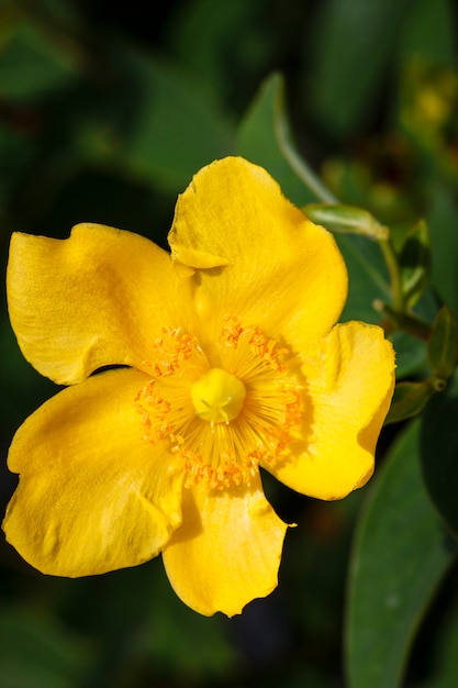 Close-up of a yellow blossom