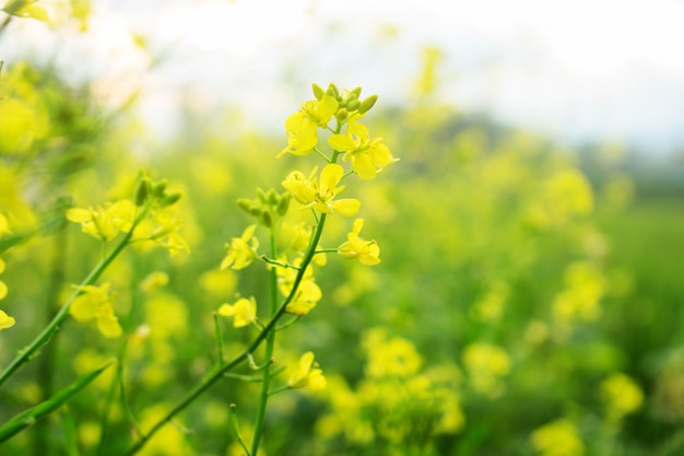 Foto chiuda sul fiore giallo di napus del brassica