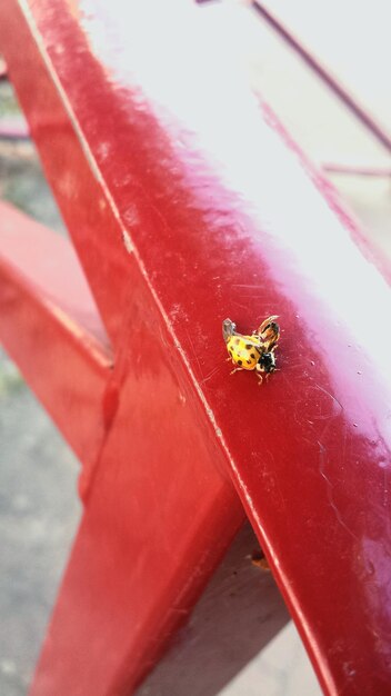 Foto close-up di un insetto giallo su una struttura in legno