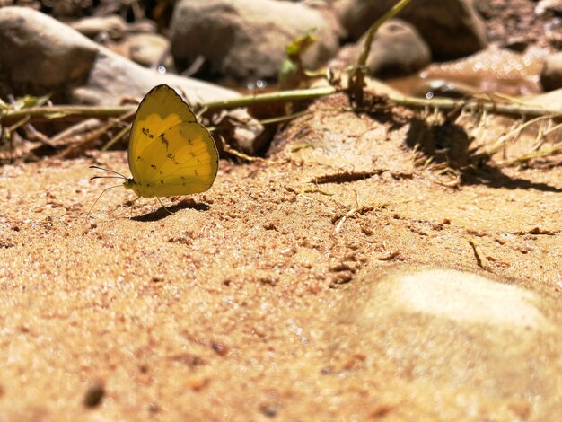 Foto prossimo piano di una farfalla gialla a terra