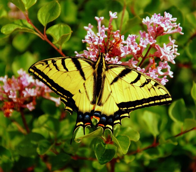 Close-up of yellow butterfly on pink flowers