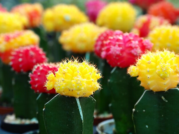 Close-up of yellow cactus flower