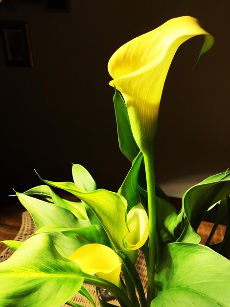 Photo close-up of yellow calla lily