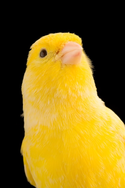 Close-up on a yellow canary on its perch isolated