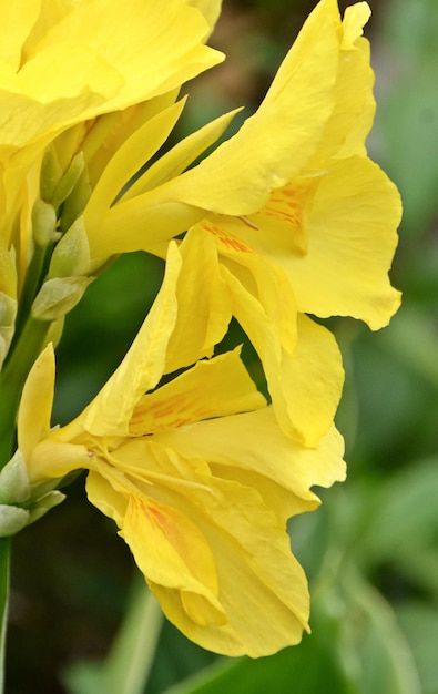 close up of yellow canna lily blossoms