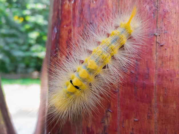 Close up of the yellow  caterpillar