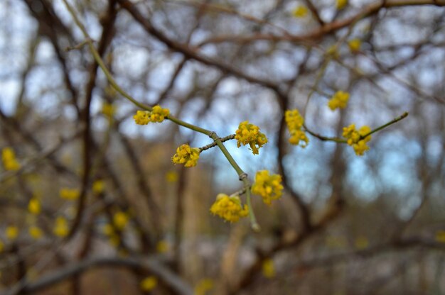 Foto close-up di fiori di ciliegio gialli in primavera