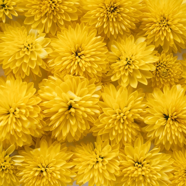 Photo close up of yellow chrysanthemum texture made of flowers