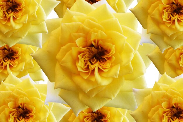 Close-up of yellow chrysanthemum