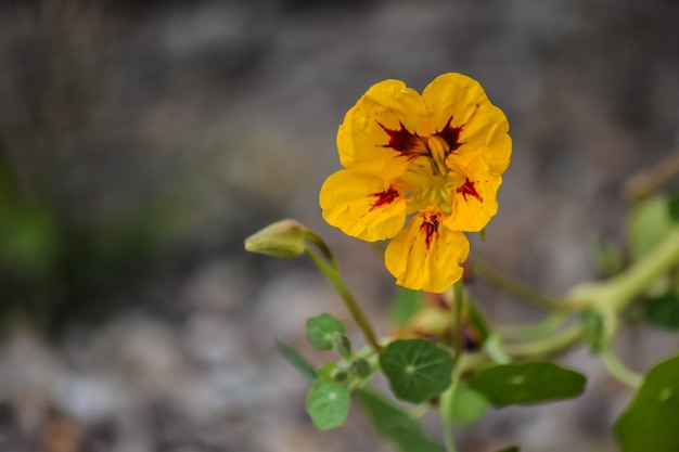 사진 정원, tropaeolum majus, 텍스트를위한 공간에서 노란 색 한 련을 닫습니다.