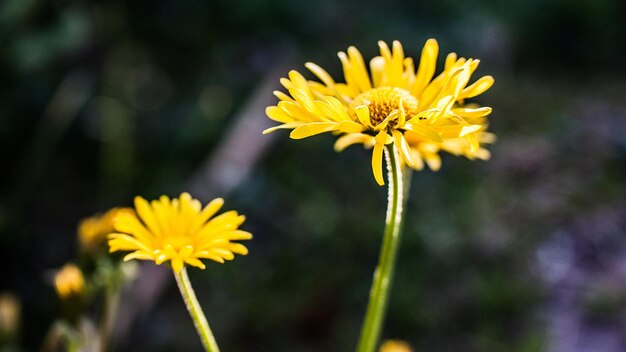 Close-up of yellow cosmos blooming on field