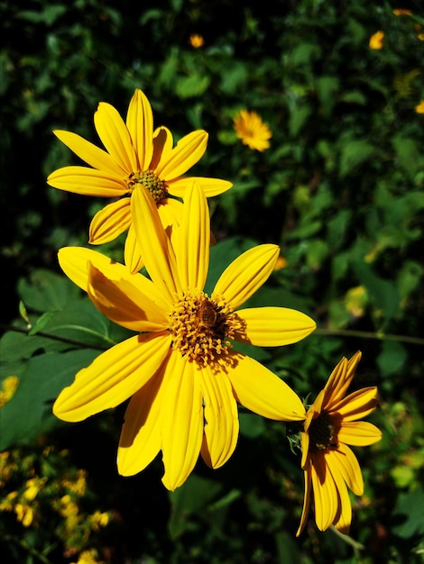 Photo close-up of yellow cosmos blooming outdoors
