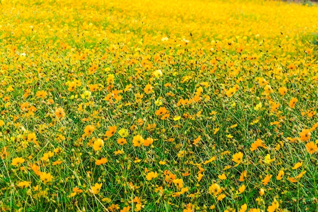 背景の黄色のコスモス花を閉じます