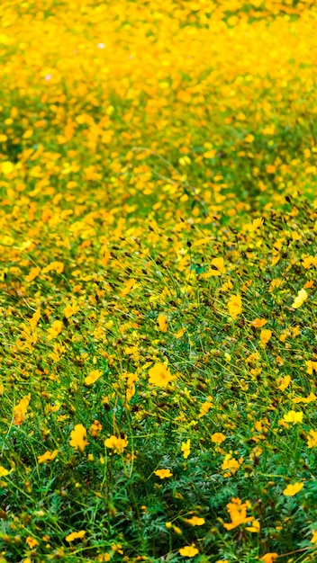 背景に黄色のコスモスの花を閉じる