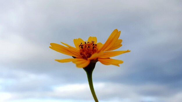 Close-up of yellow cosmos flower blooming against sky