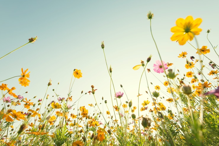 Photo close up yellow cosmos flower on natural blue sky background.