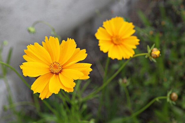 Close-up of yellow cosmos flower