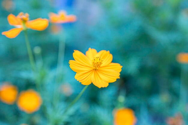 Close-up of yellow cosmos flower