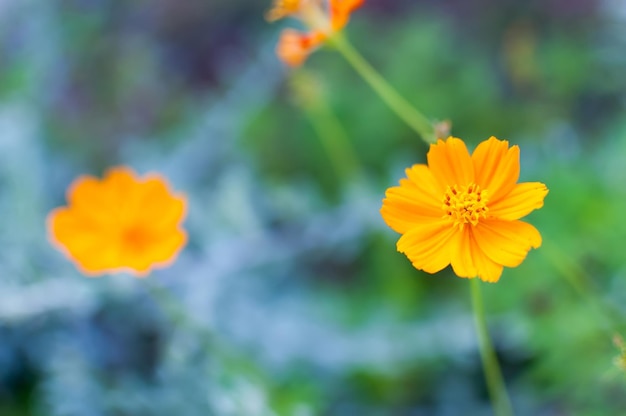 黄色い宇宙の花のクローズアップ